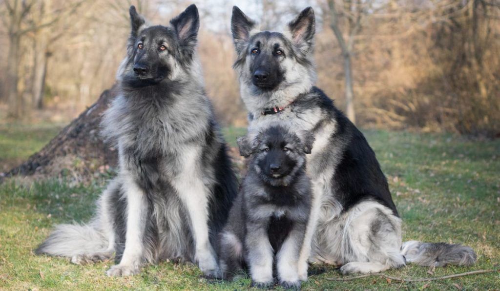 shiloh german shepherd breeders